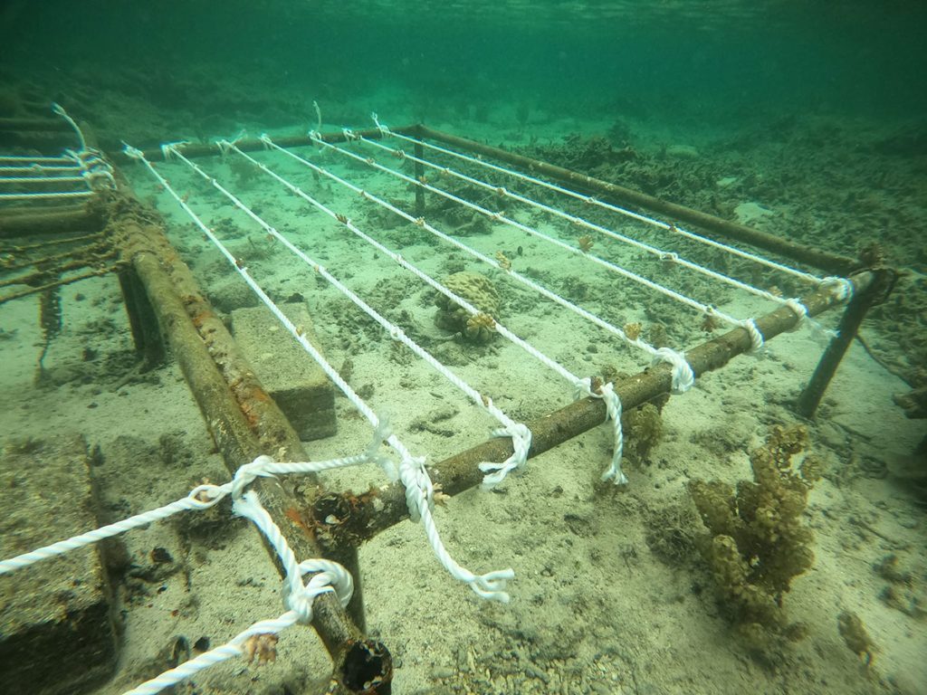 La Pirogue Marine Center à Flic en Flac : 4000m2 en terme de superficie de transplantations de coraux effectuées à ce jour